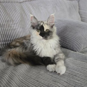 chat Maine coon brown tortie blotched tabby Aloé Chatterie Des Coons de l'ouanne