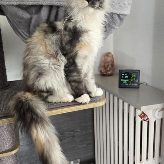 Aloé Femelle Maine coon