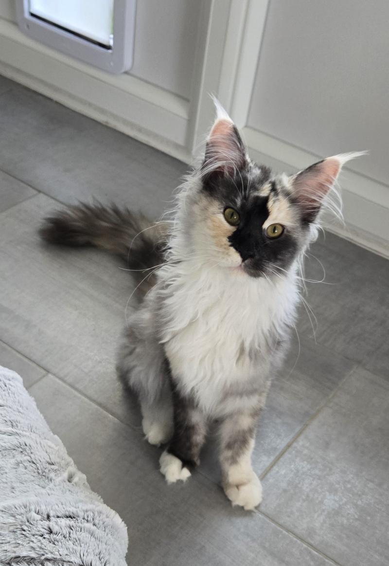 Aloé Femelle Maine coon