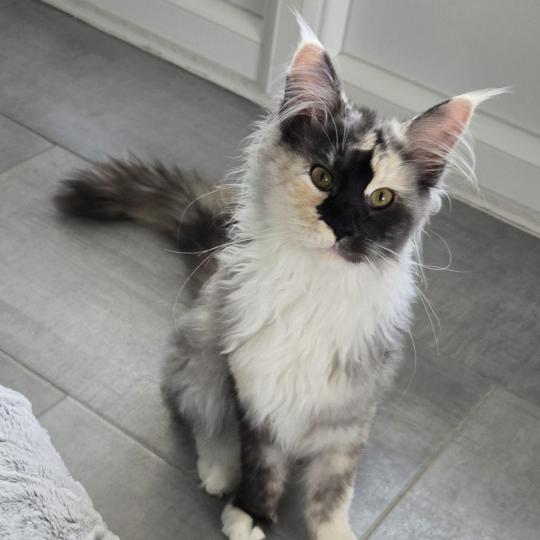 Aloé Femelle Maine coon