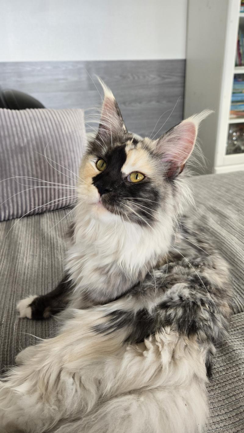 Aloé Femelle Maine coon