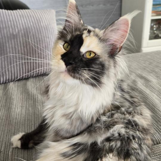 Aloé Femelle Maine coon