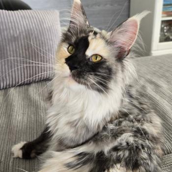 chat Maine coon black tortie white smoke Aloé Chatterie Des Coons de l'ouanne
