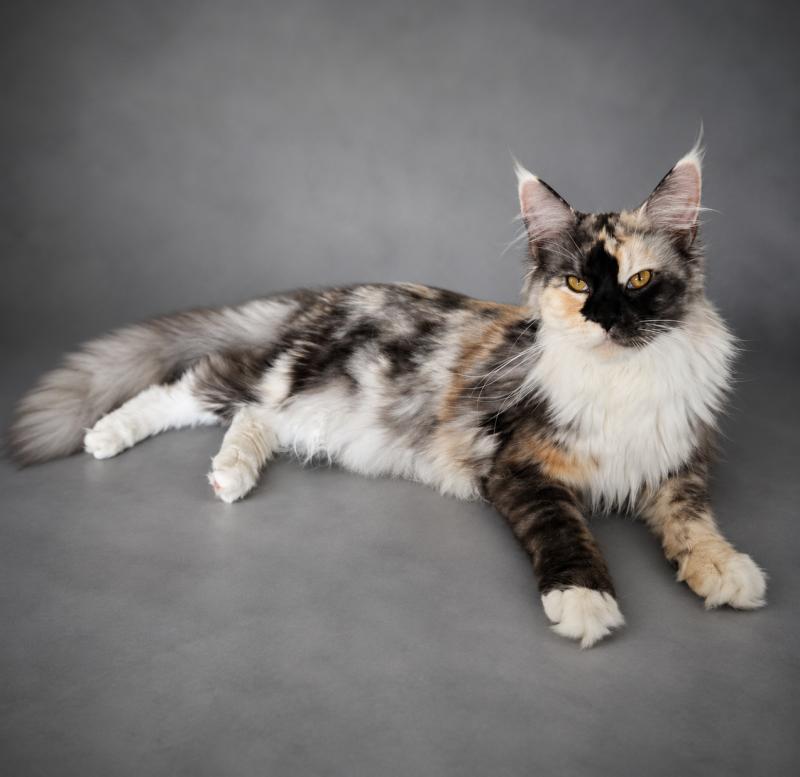 Aloé Femelle Maine coon