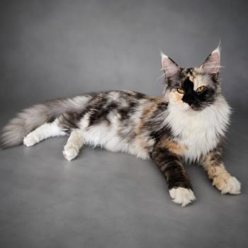 chat Maine coon black tortie white smoke Aloé Chatterie Des Coons de l'ouanne