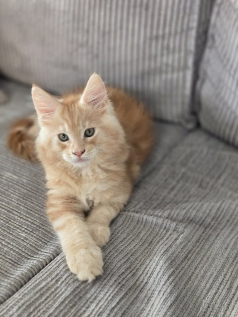 Arès Mâle Maine coon