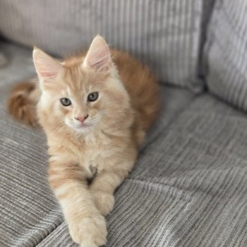 chaton Maine coon Arès Chatterie Des Coons de l'ouanne