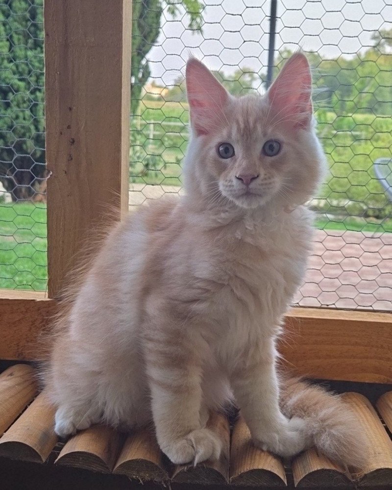 Arès Mâle Maine coon