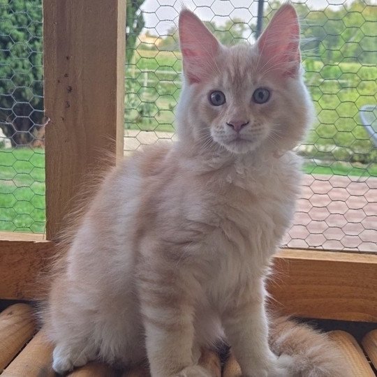 Arès Mâle Maine coon