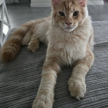 chat Maine coon red blotched tabby Arès Chatterie Des Coons de l'ouanne chat Maine coon red blotched tabby Arès Chatterie Des Coons de l'ouanne