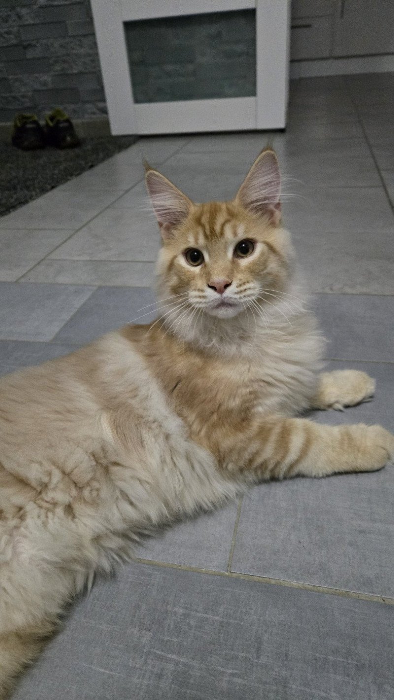 Arès Mâle Maine coon Arès Mâle Maine coon