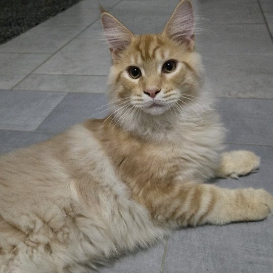 Arès Mâle Maine coon