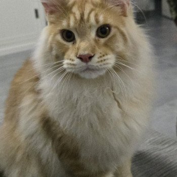 chat Maine coon red blotched tabby Arès Chatterie Des Coons de l'ouanne