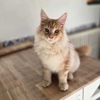 chat Maine coon red blotched tabby Arès Chatterie Des Coons de l'ouanne