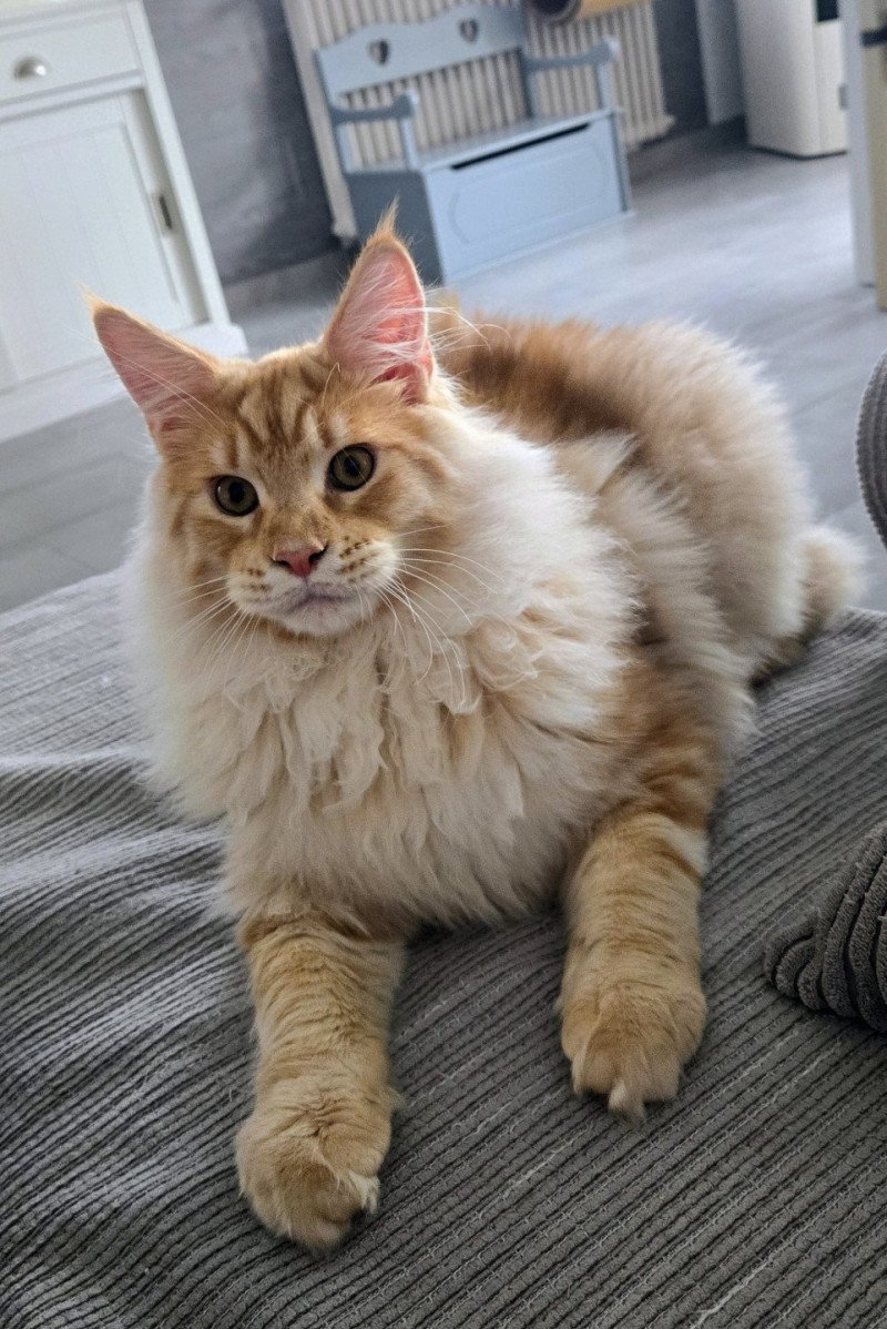 Arès Mâle Maine coon