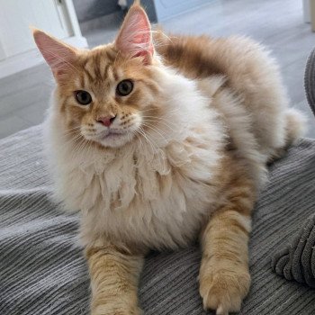 chat Maine coon red blotched tabby Arès Chatterie Des Coons de l'ouanne
