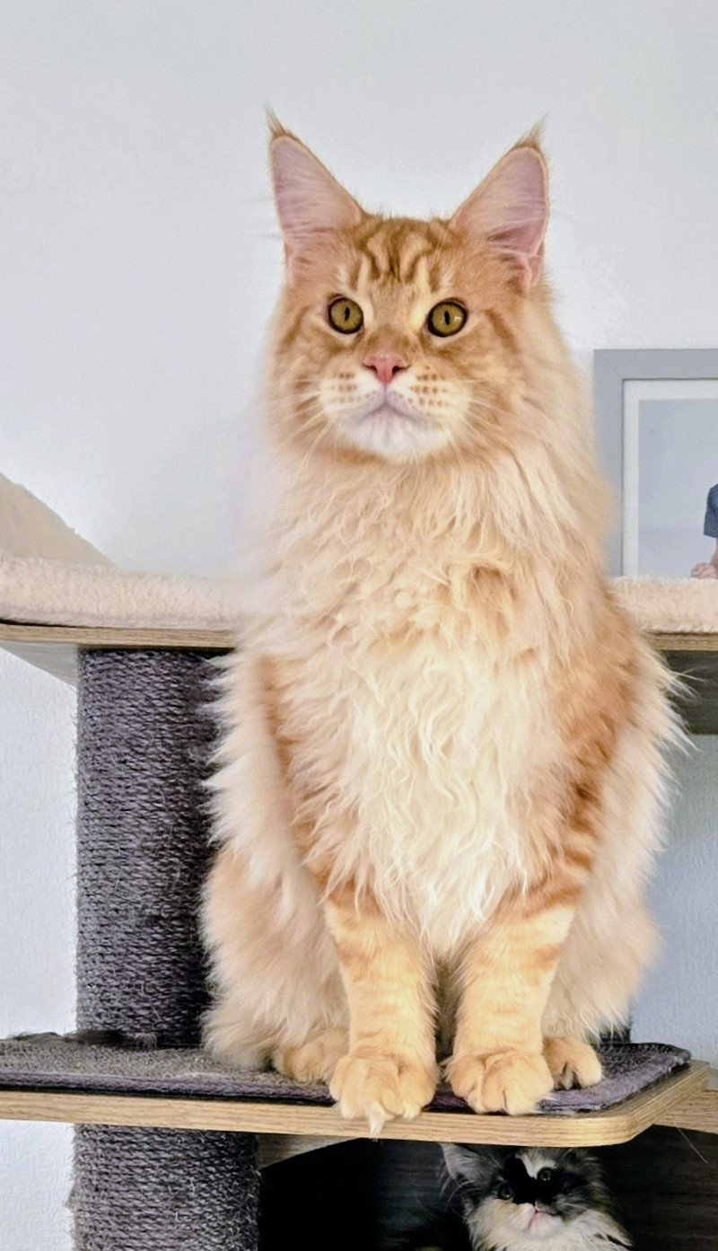 Arès Mâle Maine coon