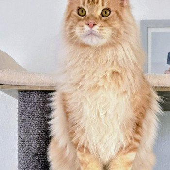 chat Maine coon red blotched tabby Arès Chatterie Des Coons de l'ouanne