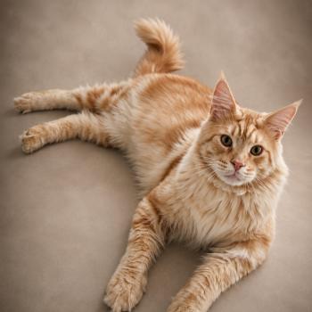 chat Maine coon red blotched tabby Arès Chatterie Des Coons de l'ouanne