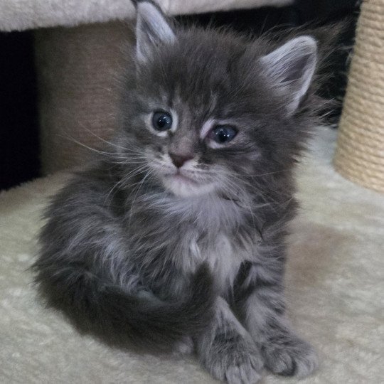 Arley Femelle Maine coon