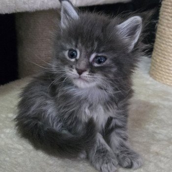 chaton Maine coon blue mackerel tabby Arley Chatterie Des Coons de l'ouanne