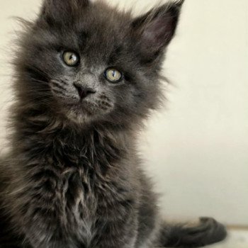 chat Maine coon Athena Chatterie Des Coons de l'ouanne