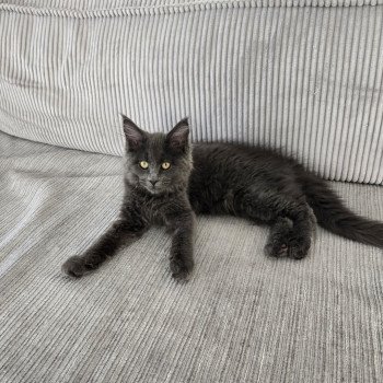 chat Maine coon Athena Chatterie Des Coons de l'ouanne