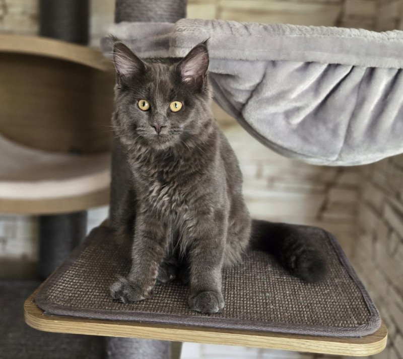 Athena Femelle Maine coon