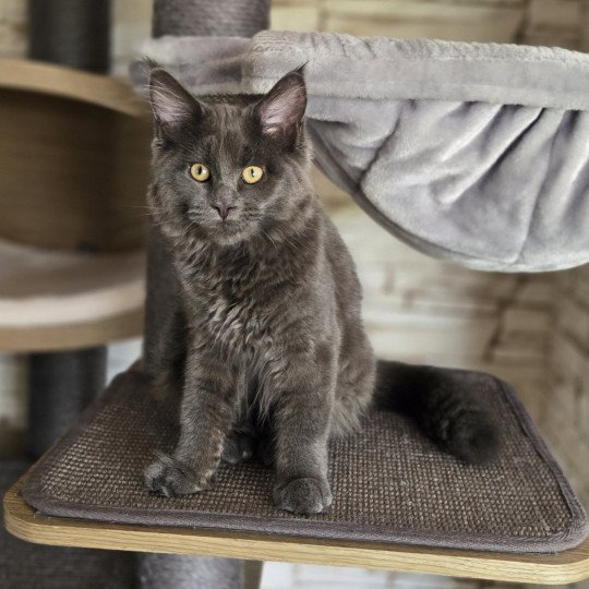 Athena Femelle Maine coon