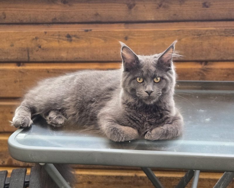 Athena Femelle Maine coon Athena Femelle Maine coon