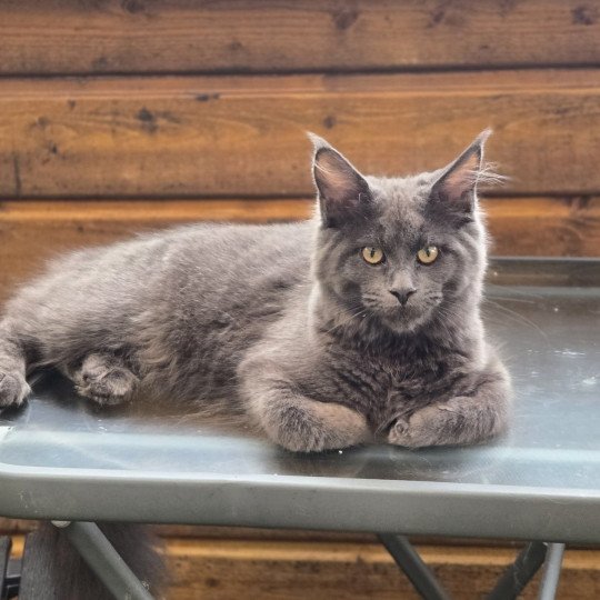 Athena Femelle Maine coon