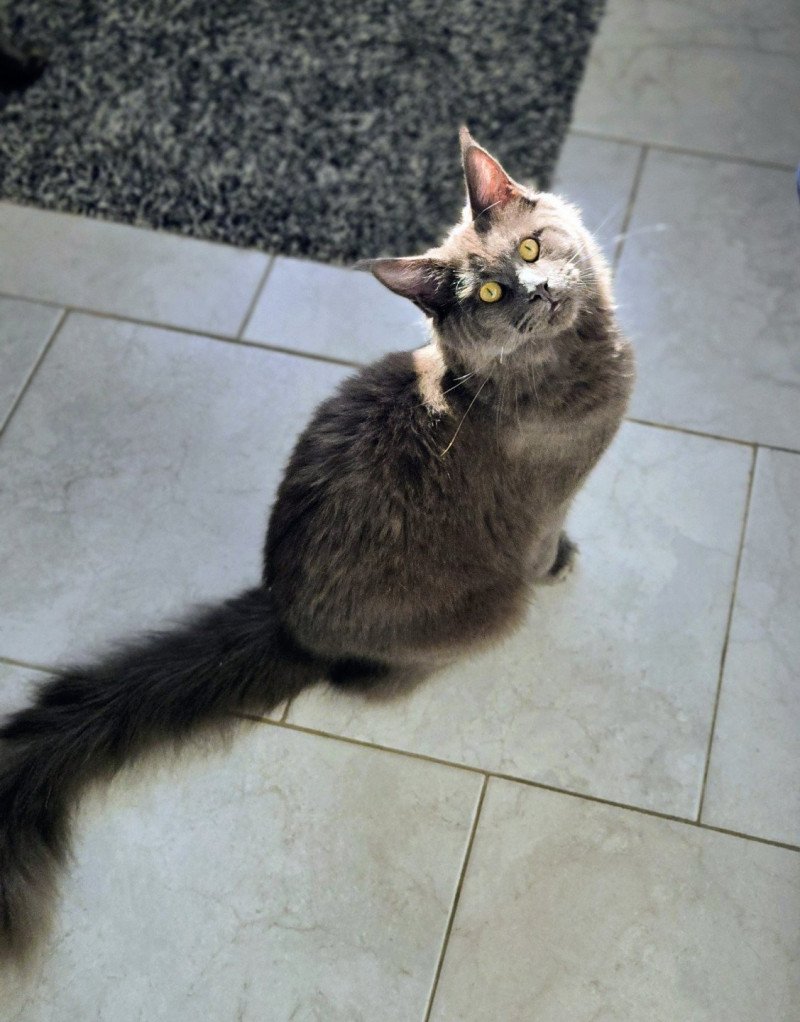 Athena Femelle Maine coon