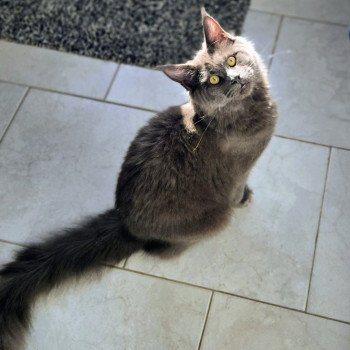 chat Maine coon blue Athena Chatterie Des Coons de l'ouanne