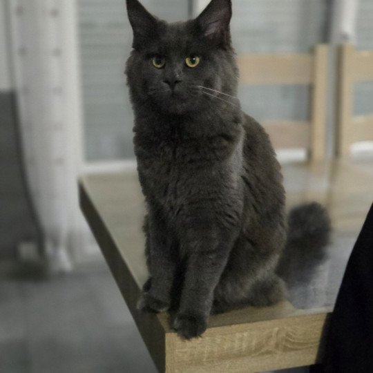 Athena Femelle Maine coon