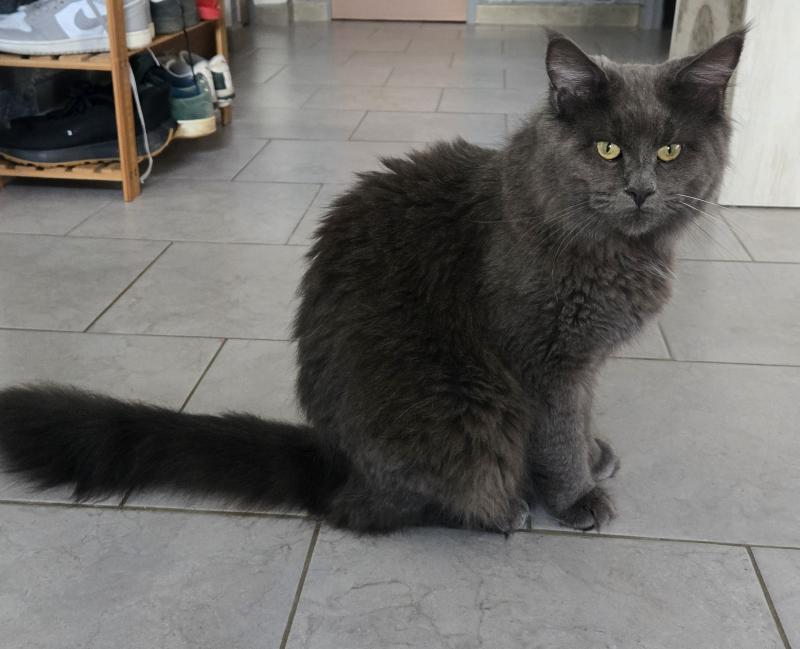 Athena Femelle Maine coon