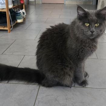 Athena Femelle Maine coon