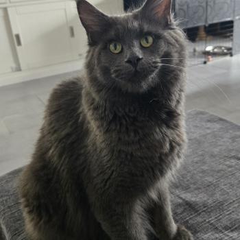 chat Maine coon blue Athena Chatterie Des Coons de l'ouanne