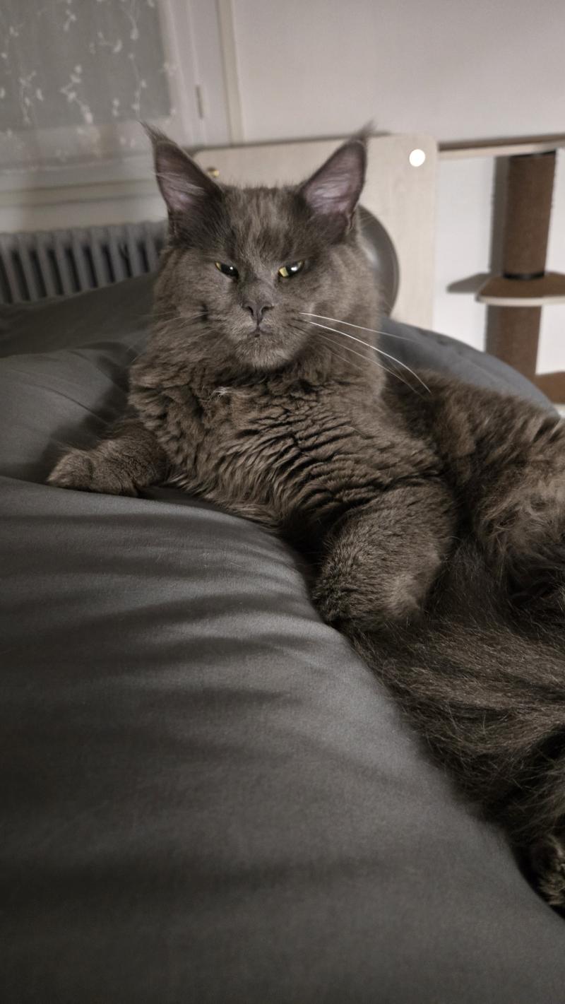 Athena Femelle Maine coon
