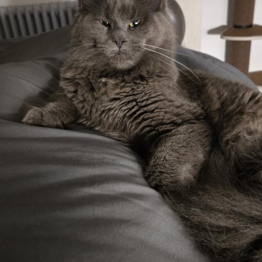 Athena Femelle Maine coon