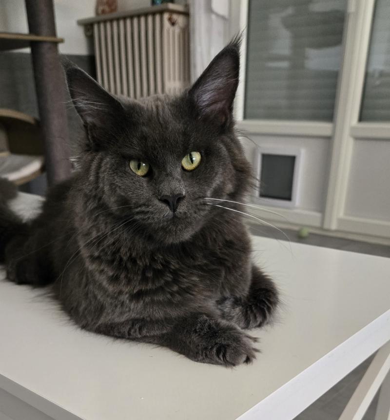 Athena Femelle Maine coon