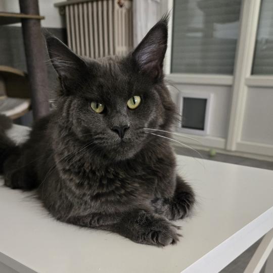Athena Femelle Maine coon