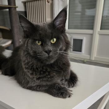 chat Maine coon blue Athena Chatterie Des Coons de l'ouanne