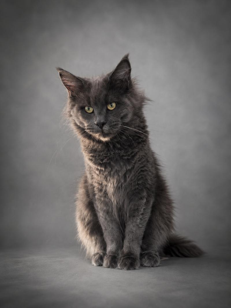 Athena Femelle Maine coon
