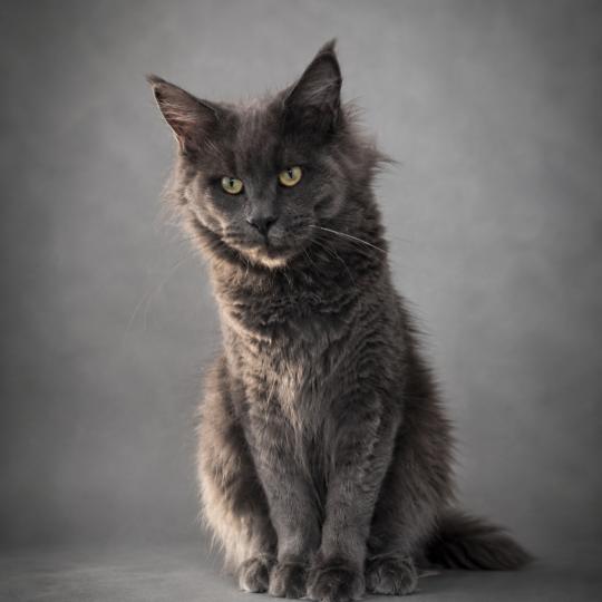 Athena Femelle Maine coon