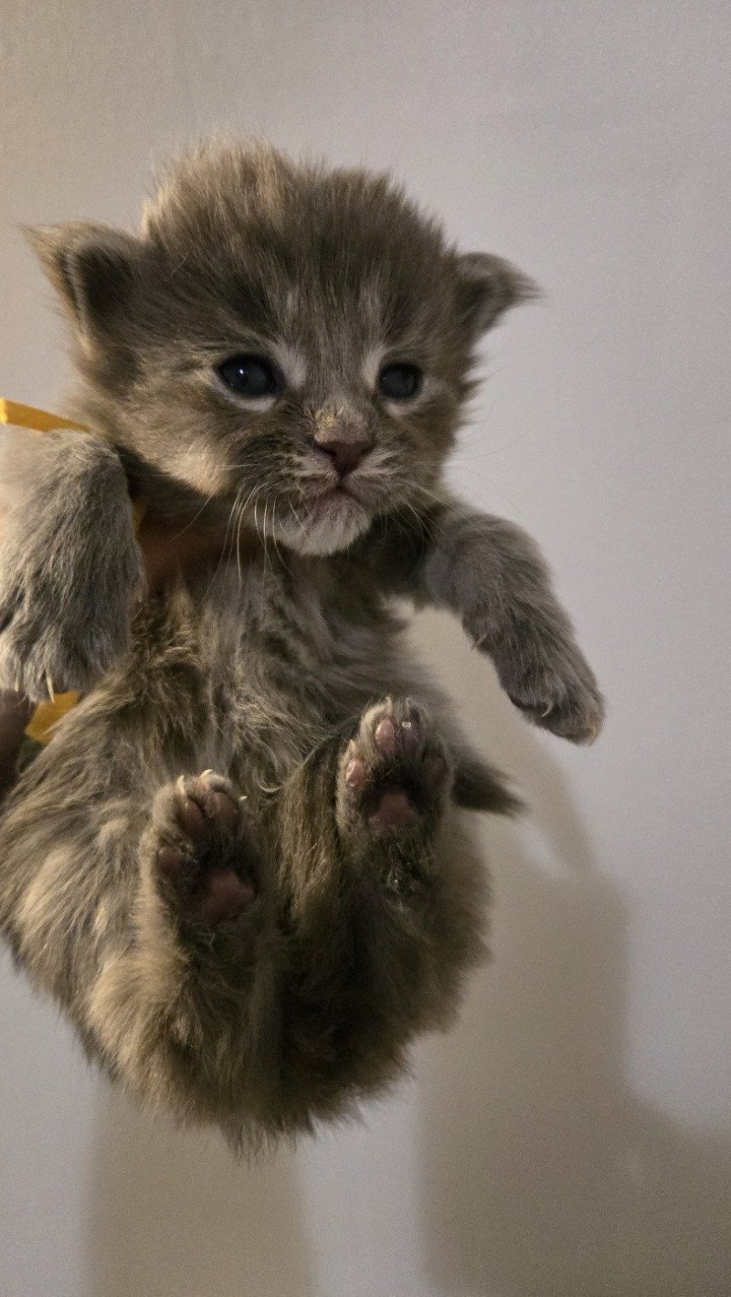 Atlas Mâle Maine coon