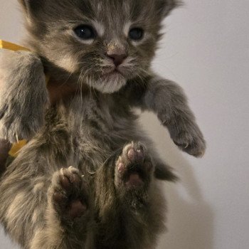 chaton Maine coon blue mackerel tabby Atlas Chatterie Des Coons de l'ouanne