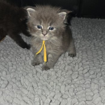 chaton Maine coon blue mackerel tabby Atlas Chatterie Des Coons de l'ouanne