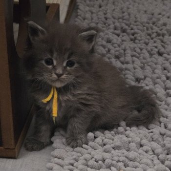 chaton Maine coon blue mackerel tabby Atlas Chatterie Des Coons de l'ouanne