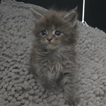 chaton Maine coon blue silver mackerel tabby Atlas Chatterie Des Coons de l'ouanne