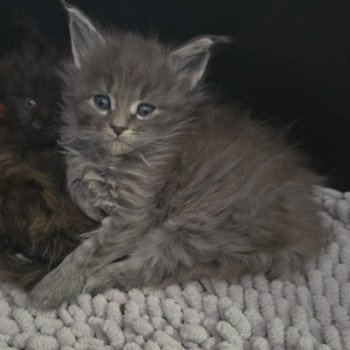 chaton Maine coon blue silver mackerel tabby Atlas Chatterie Des Coons de l'ouanne